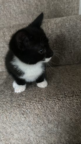 KITTEN