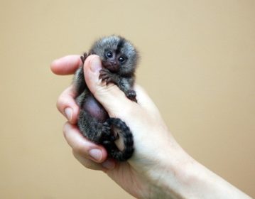 Marmoset