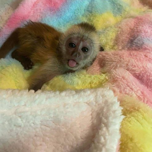 Lovely Finger Marmoset and  Capuchin Monkeys | Monkeys for sale