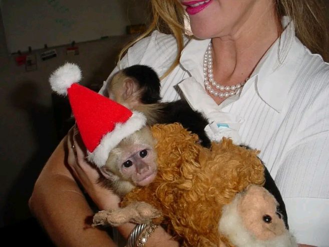 Lovely Finger Marmoset and  Capuchin Monkeys | Monkeys for sale