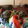Lovely Finger Marmoset and  Capuchin Monkeys | Monkeys for sale