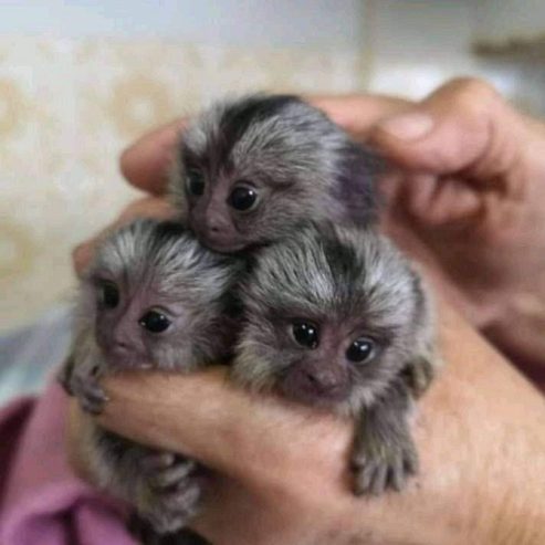 Lovely Finger Marmoset and  Capuchin Monkeys | Monkeys for sale
