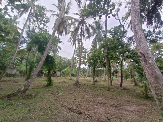 Land for sale in Marawila, Sri Lanka