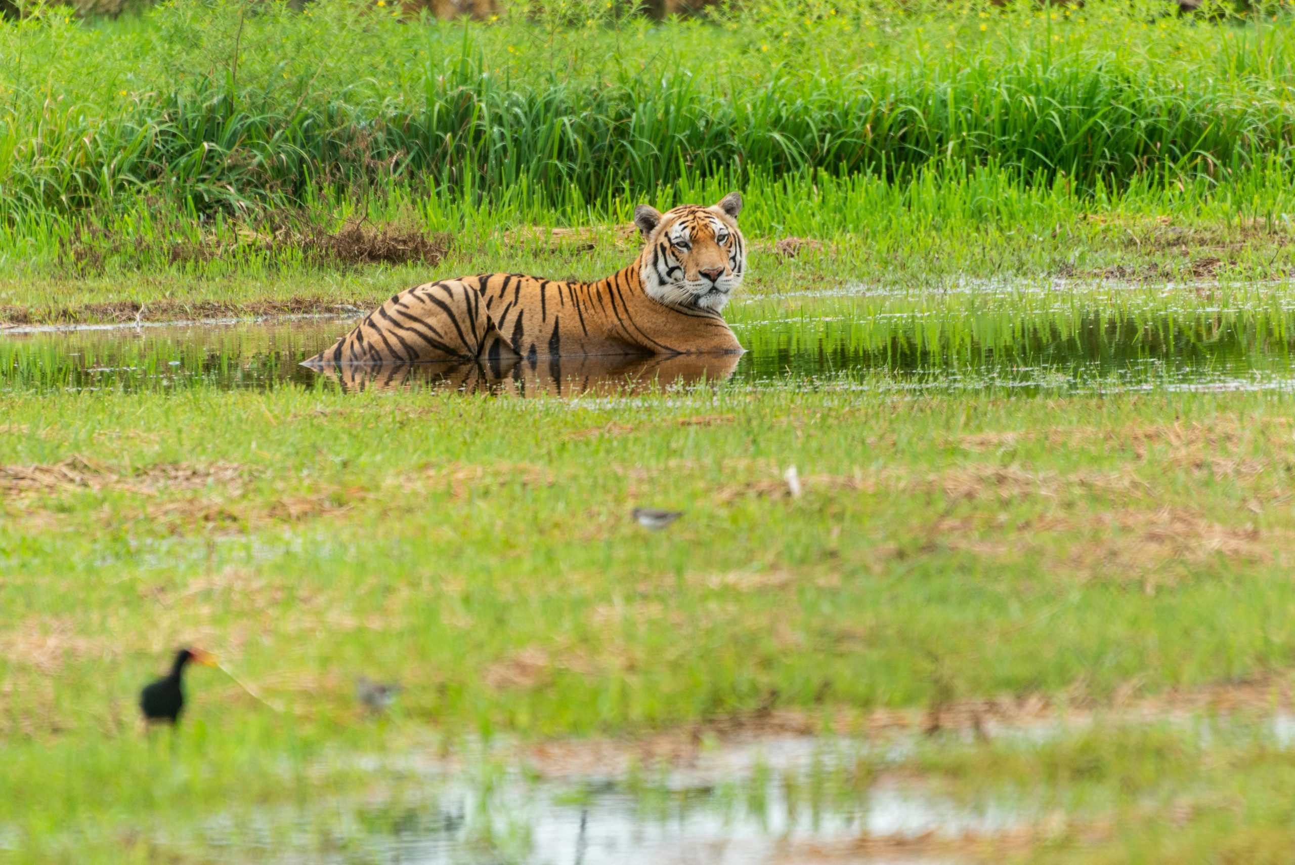 Tiger Tours in India