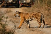 Tiger Tours in India