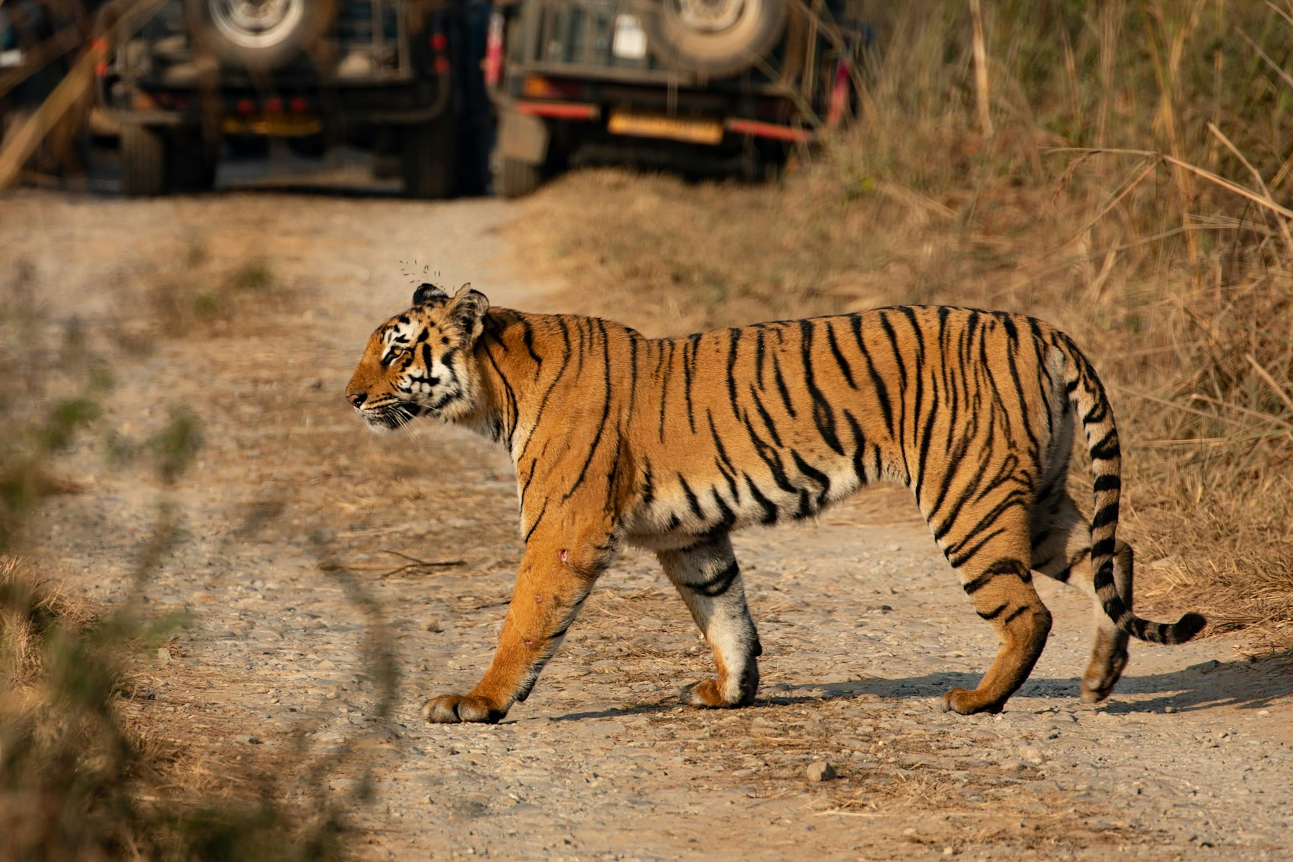 Tiger Tours in India