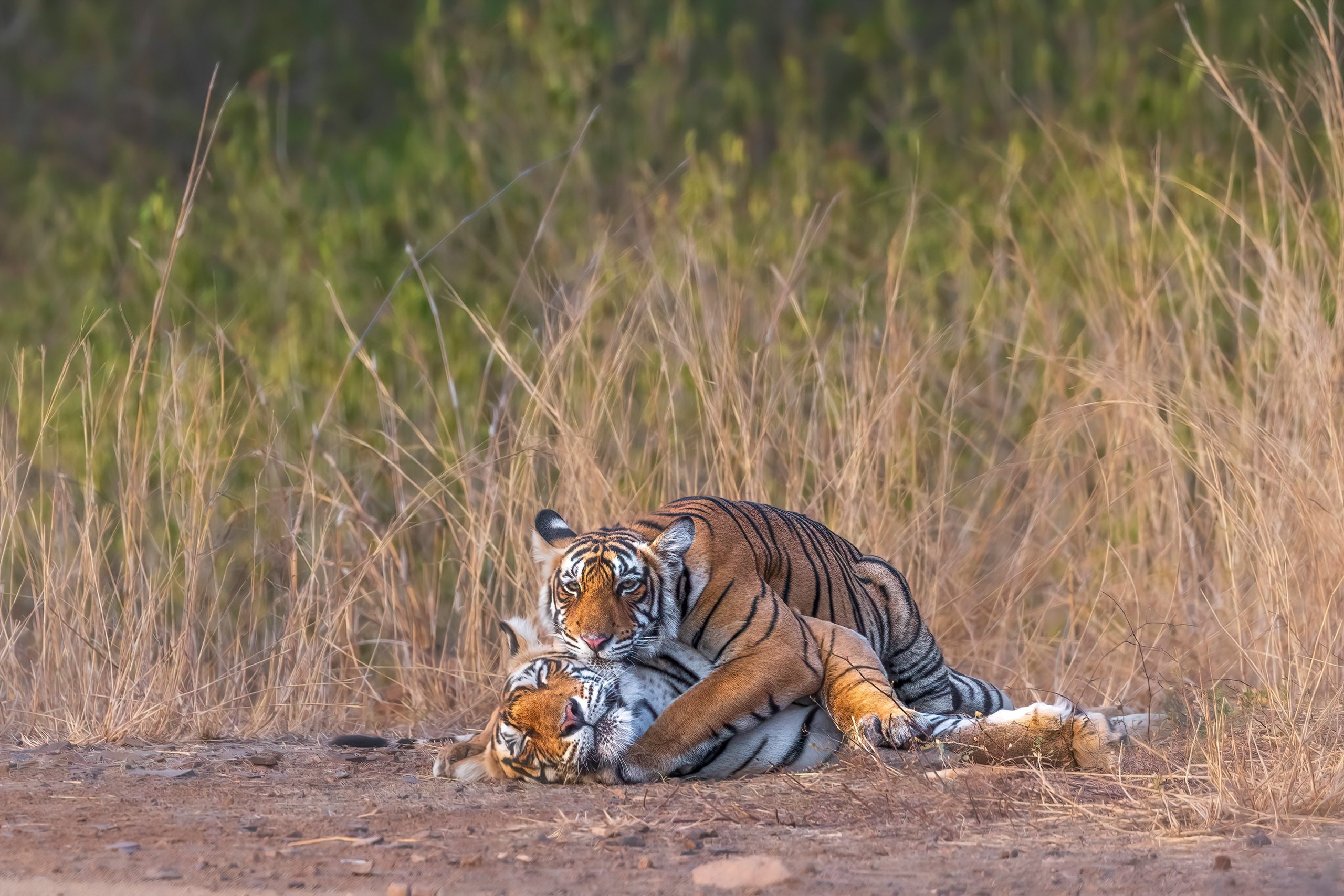 Tiger Tours in India